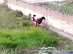 כלבה נותן ציפורים על אבנידה ברזיל